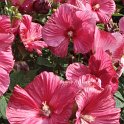 Hibiscus moscheutos fleurs